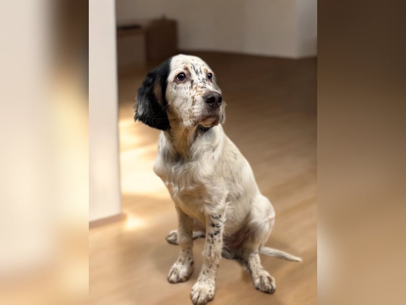 MAVERICK Hunting for Love (FCI) English Setter