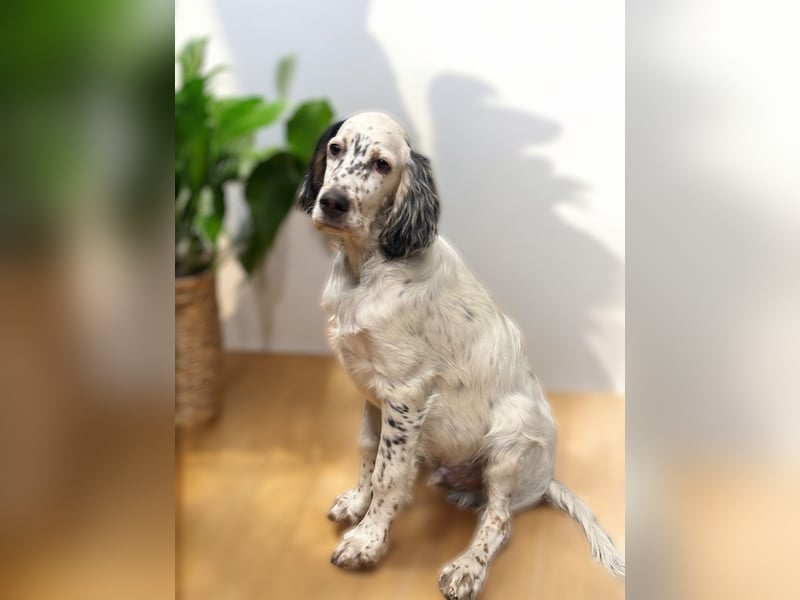 MAVERICK Hunting for Love (FCI) English Setter