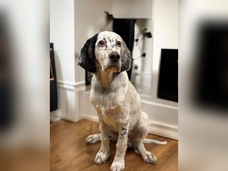 MAVERICK Hunting for Love (FCI) English Setter