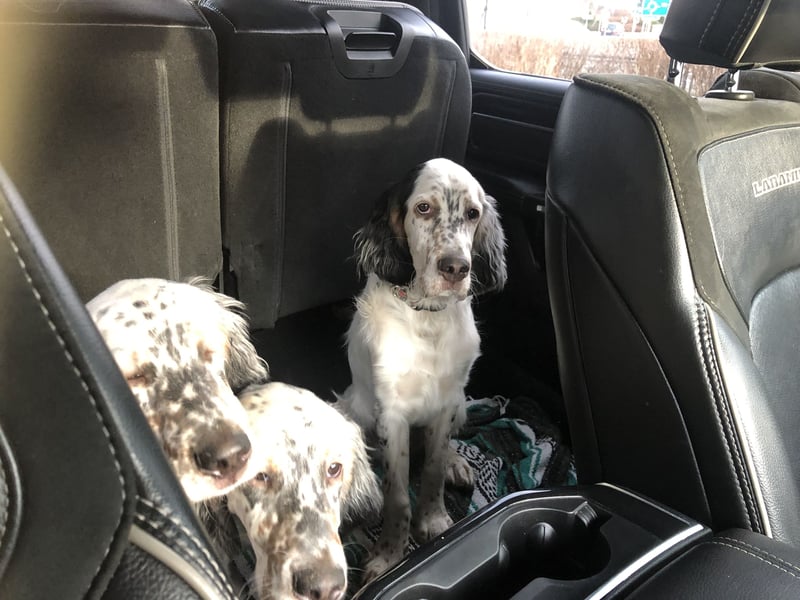 MAVERICK Hunting for Love (FCI) English Setter