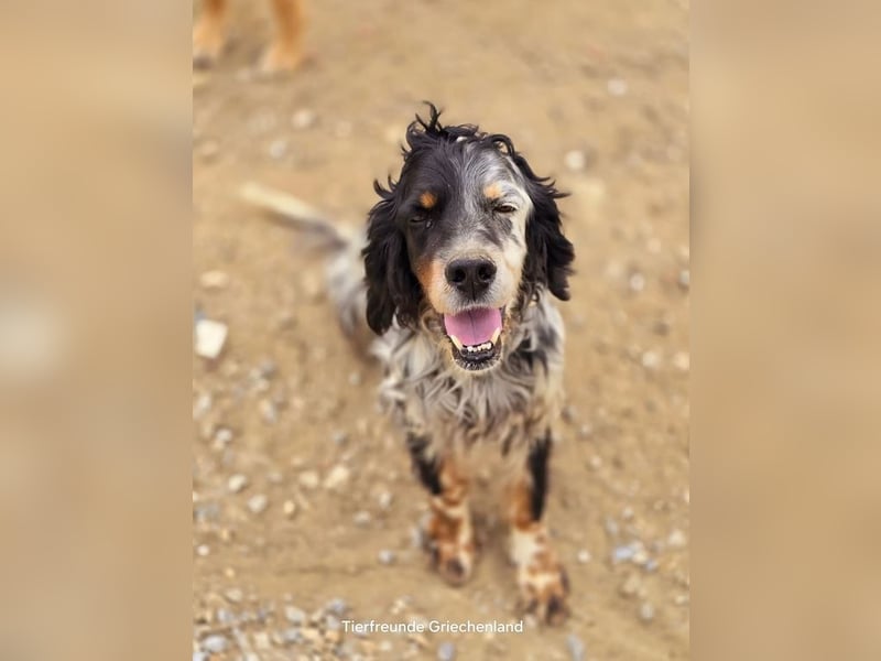 Neo sucht wundervolles Zuhause!