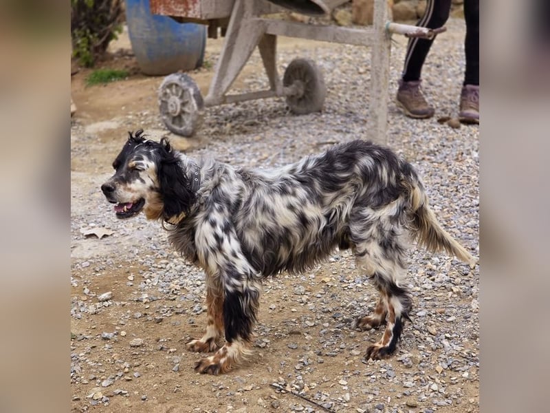 Neo sucht wundervolles Zuhause!