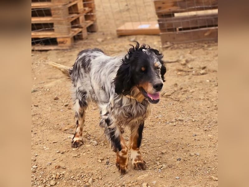 Neo sucht wundervolles Zuhause!