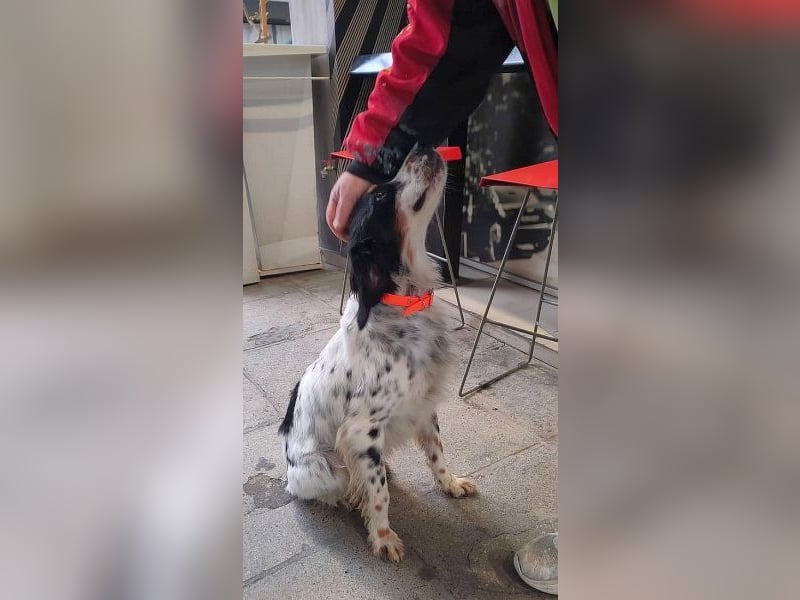 Milo - freundlicher Setter sucht sein Für-immer-Zuhause