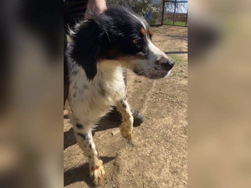 Milo - freundlicher Setter sucht sein Für-immer-Zuhause