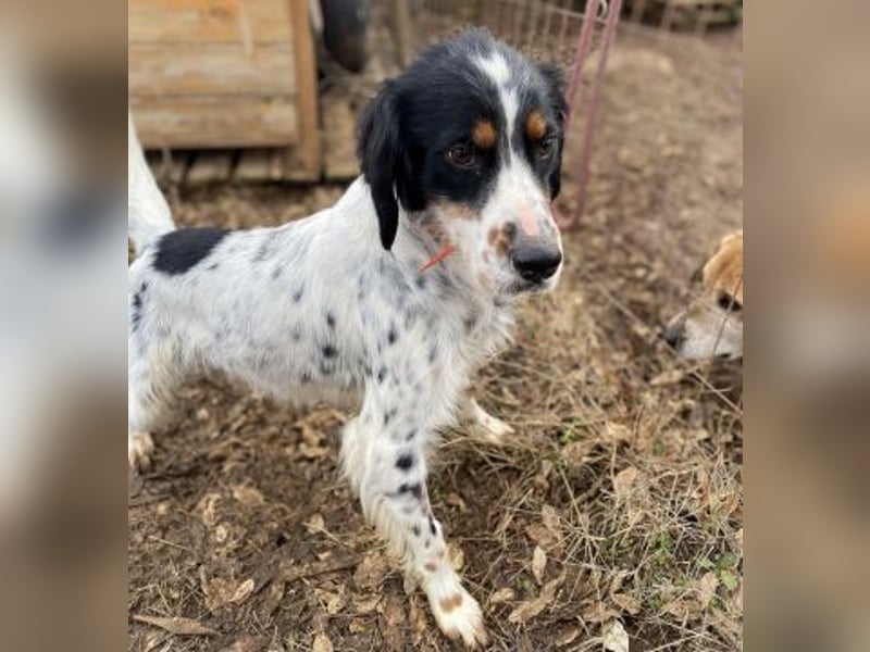 Milo - freundlicher Setter sucht sein Für-immer-Zuhause