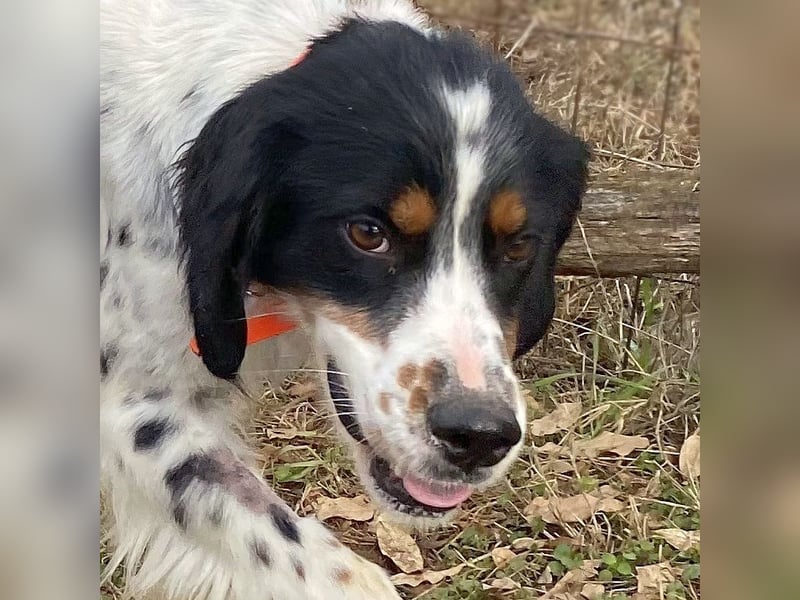 Milo - freundlicher Setter sucht sein Für-immer-Zuhause