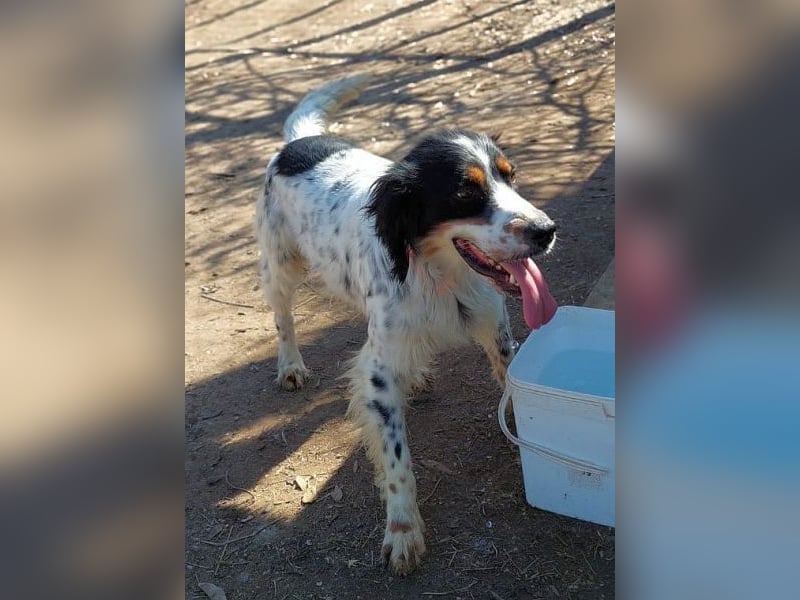 Milo - freundlicher Setter sucht sein Für-immer-Zuhause
