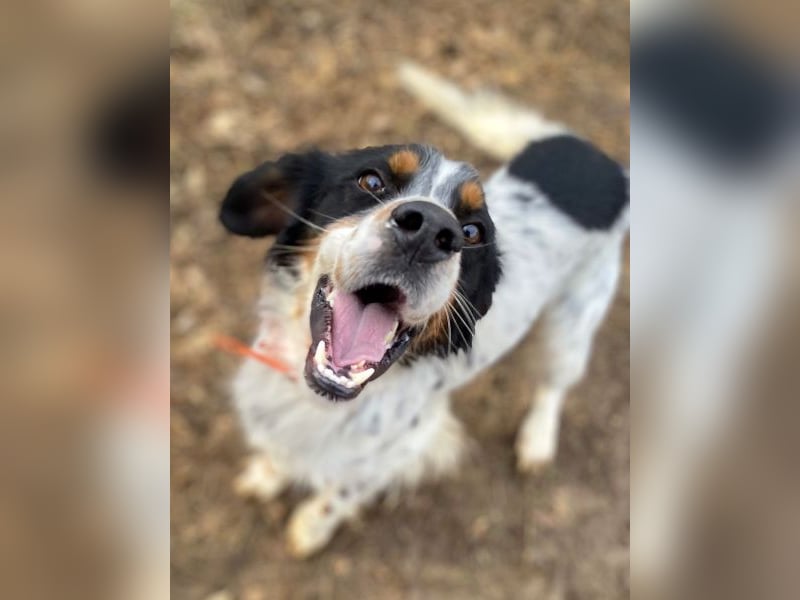 Milo - freundlicher Setter sucht sein Für-immer-Zuhause