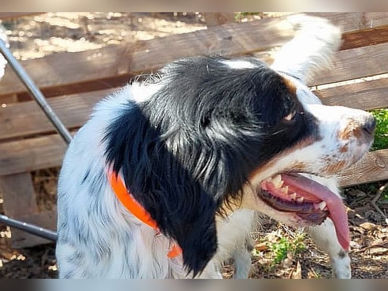Milo - freundlicher Setter sucht sein Für-immer-Zuhause