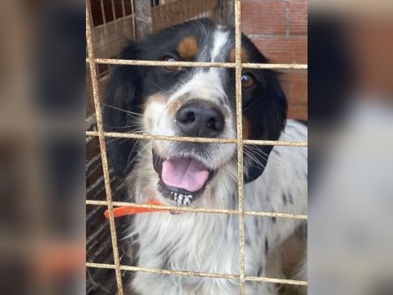 Milo - freundlicher Setter sucht sein Für-immer-Zuhause
