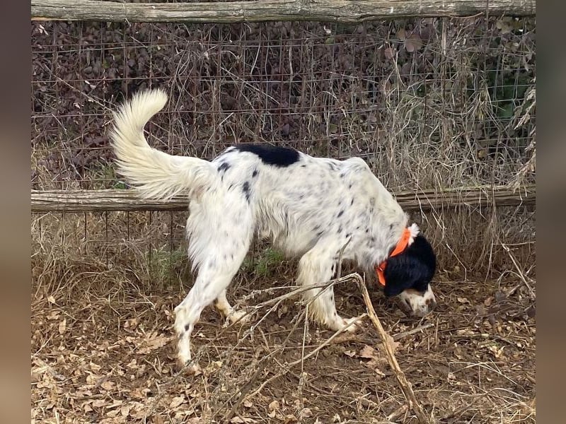 Milo - freundlicher Setter sucht sein Für-immer-Zuhause