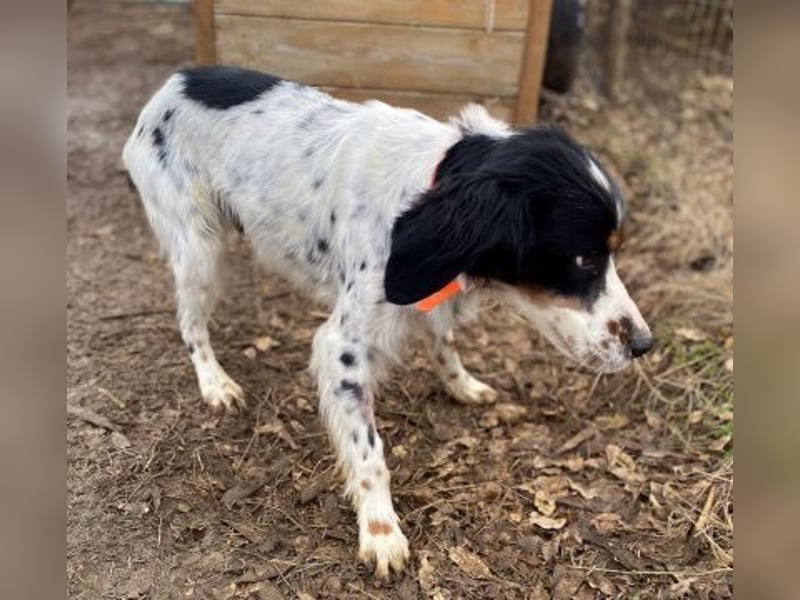 Milo - freundlicher Setter sucht sein Für-immer-Zuhause