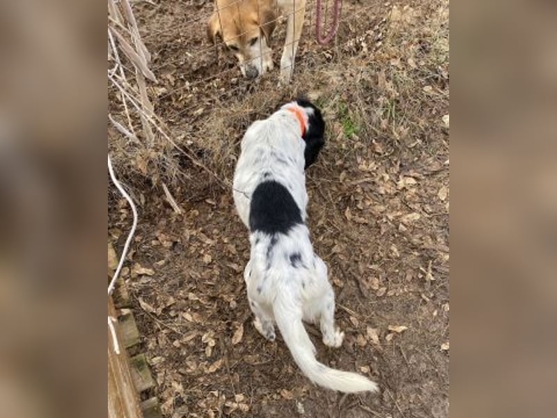 Milo - freundlicher Setter sucht sein Für-immer-Zuhause