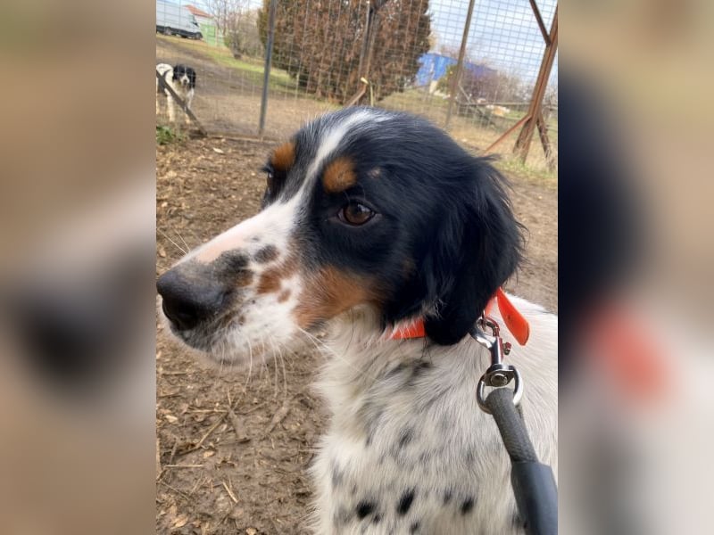 Milo - freundlicher Setter sucht sein Für-immer-Zuhause
