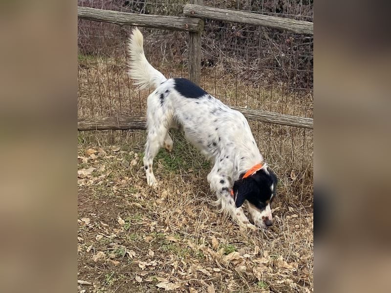 Milo - freundlicher Setter sucht sein Für-immer-Zuhause