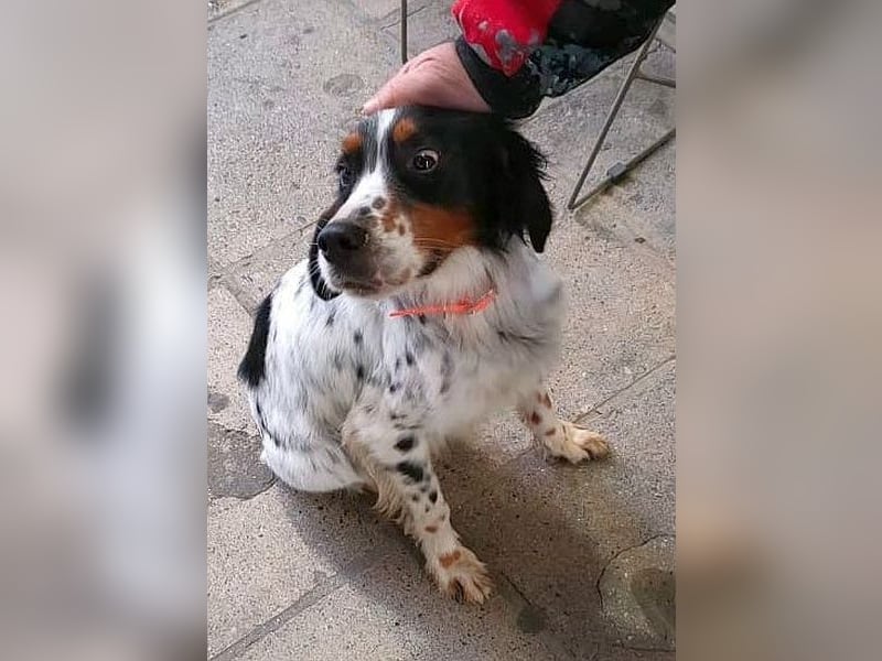 Milo - freundlicher Setter sucht sein Für-immer-Zuhause