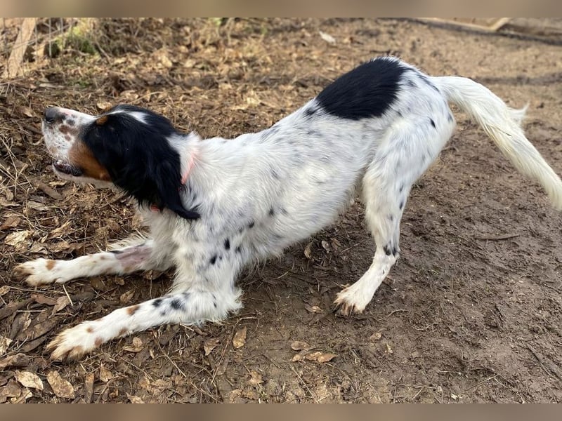 Milo - freundlicher Setter sucht sein Für-immer-Zuhause