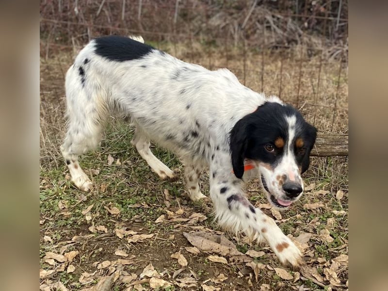 Milo - freundlicher Setter sucht sein Für-immer-Zuhause