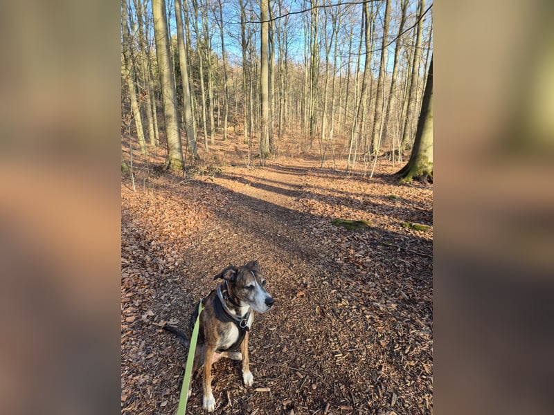 Nero - ein toller Freund fürs Leben (wartet in 31708)