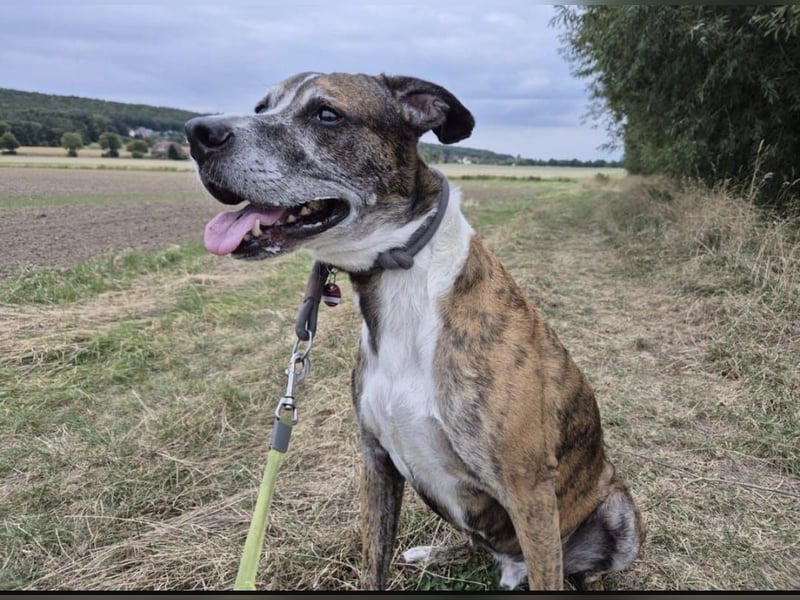 Nero - ein toller Freund fürs Leben (wartet in 31708)