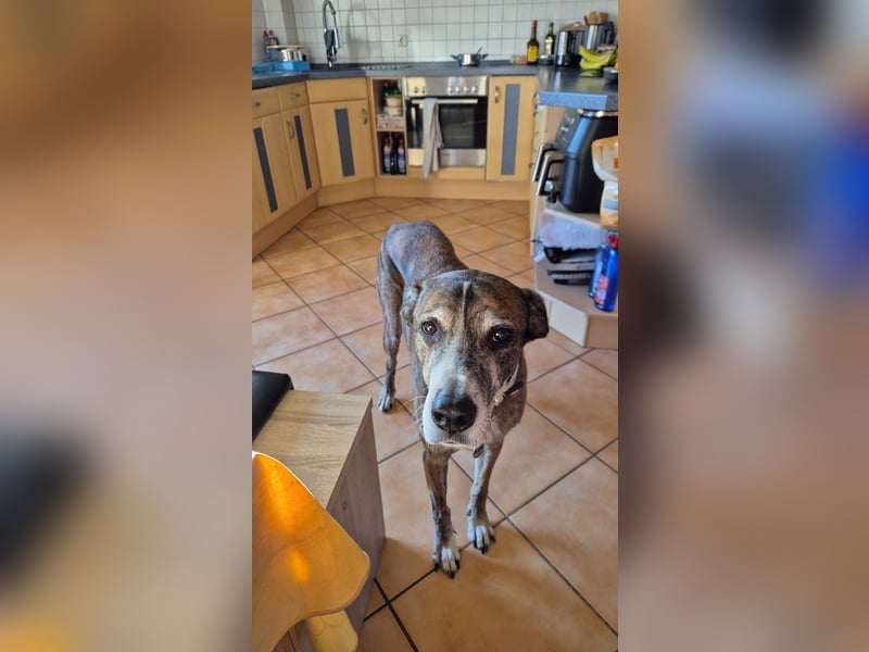 Nero - ein toller Freund fürs Leben (wartet in 31708)