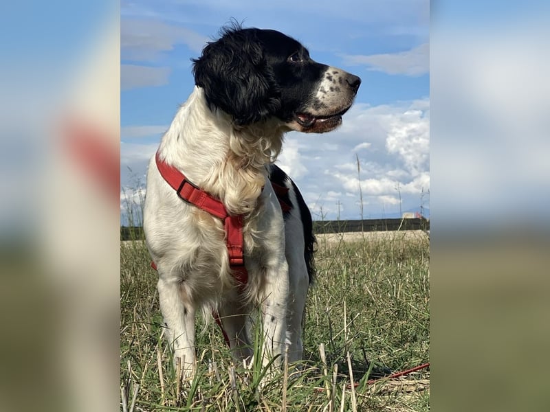 Brando - Sanftmut auf vier Pfoten