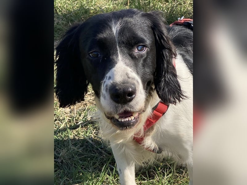 Brando - Sanftmut auf vier Pfoten