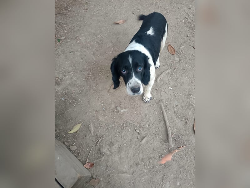 Brando - Sanftmut auf vier Pfoten