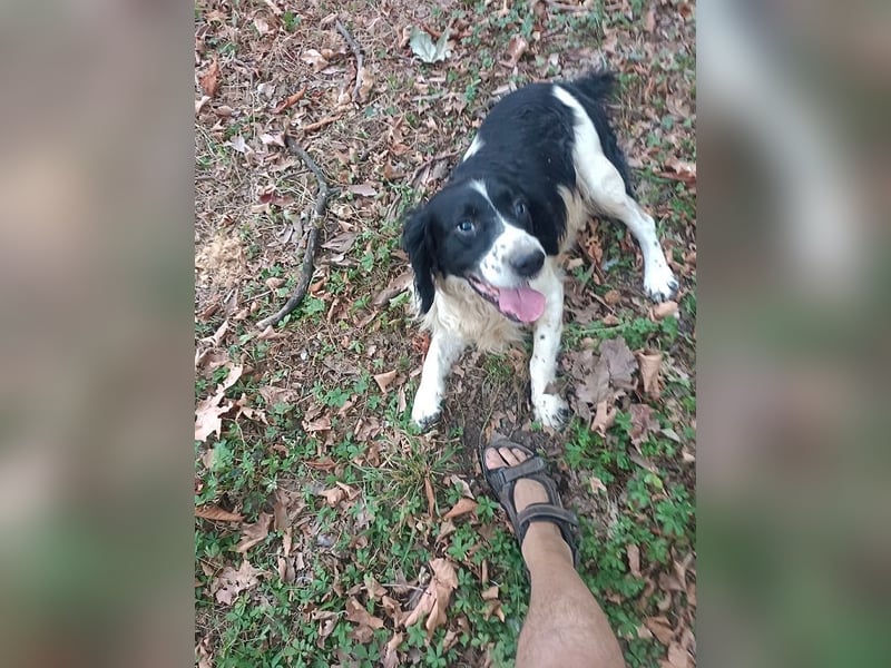 Brando - Sanftmut auf vier Pfoten