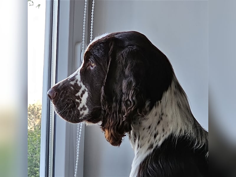 Englisch Springer Spaniel suchen ihr Lebenskörbchen