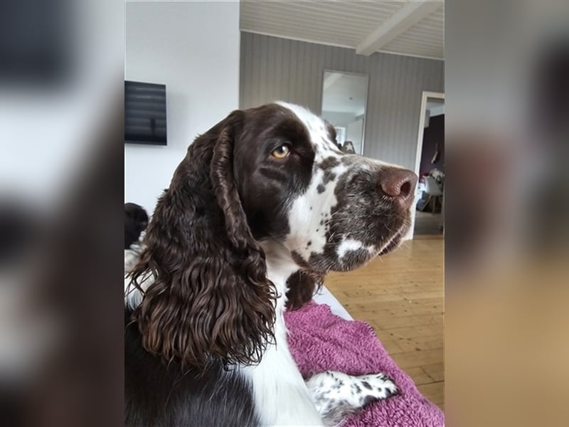 Englisch Springer Spaniel suchen ihr Lebenskörbchen