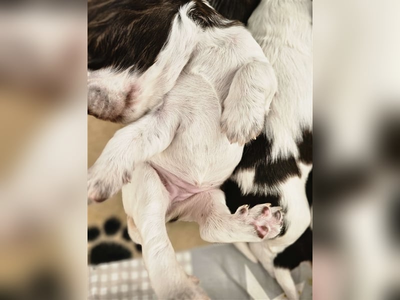 Englisch Springer Spaniel suchen ihr Lebenskörbchen