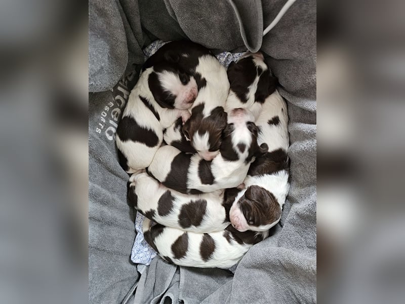 Englisch Springer Spaniel suchen ihr Lebenskörbchen