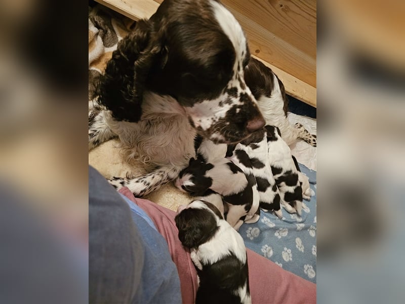 Englisch Springer Spaniel suchen ihr Lebenskörbchen