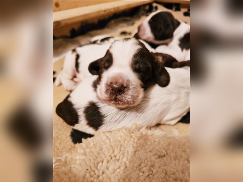 Englisch Springer Spaniel suchen ihr Lebenskörbchen