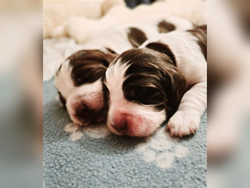 Englisch Springer Spaniel suchen ihr Lebenskörbchen