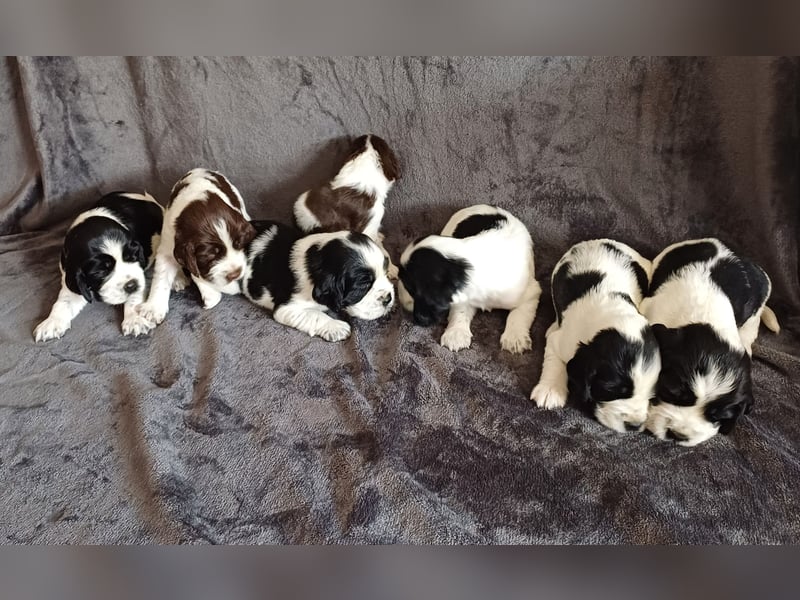SPRINGER SPANIEL WELPEN
