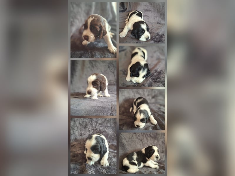 SPRINGER SPANIEL WELPEN