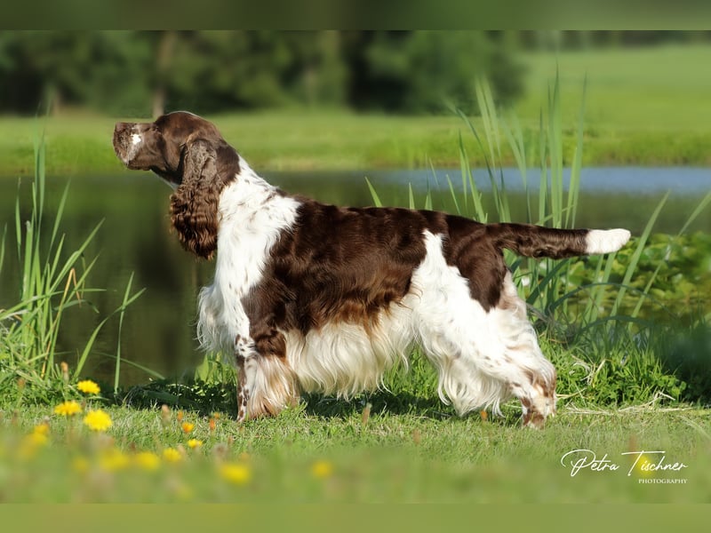 SPRINGER SPANIEL WELPEN