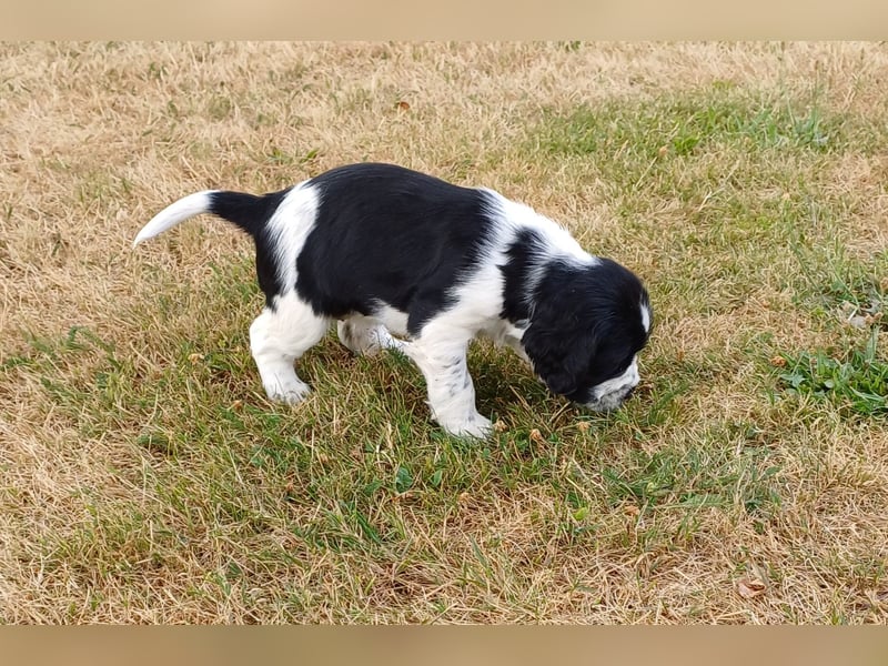 SPRINGER SPANIEL WELPEN