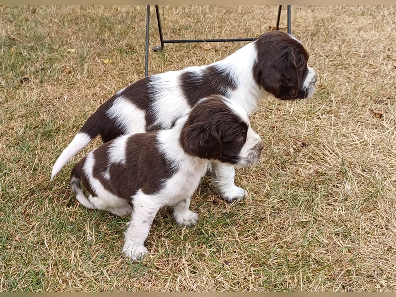 SPRINGER SPANIEL WELPEN