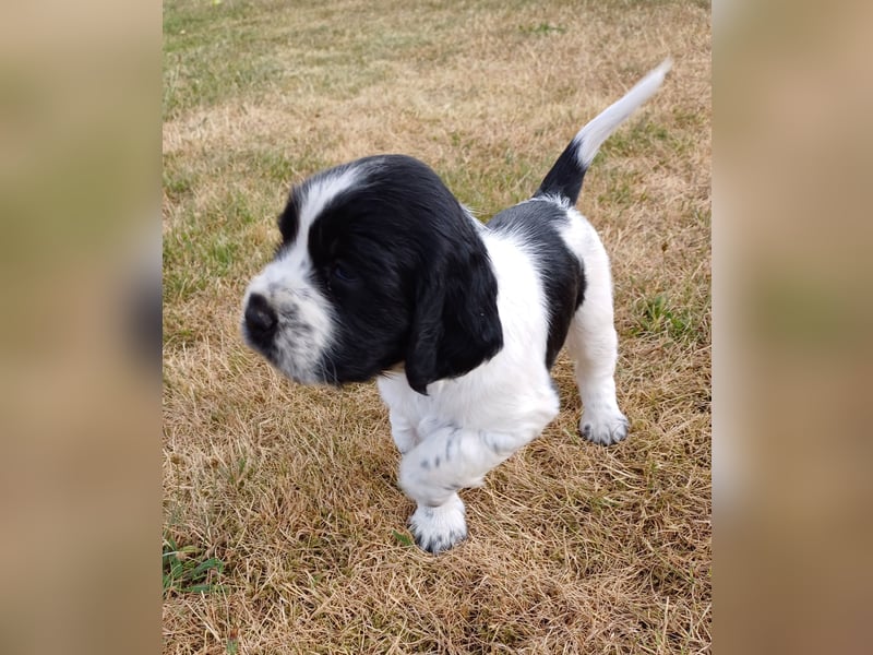 SPRINGER SPANIEL WELPEN
