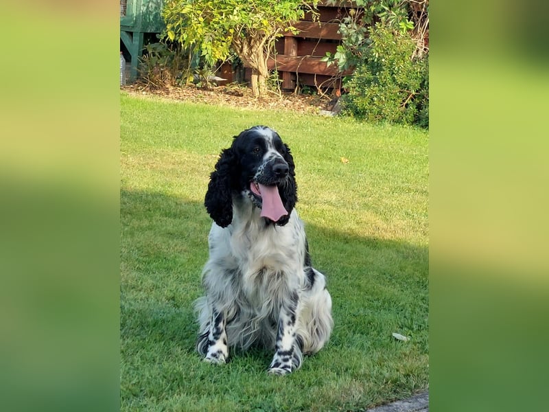 SPRINGER SPANIEL WELPEN