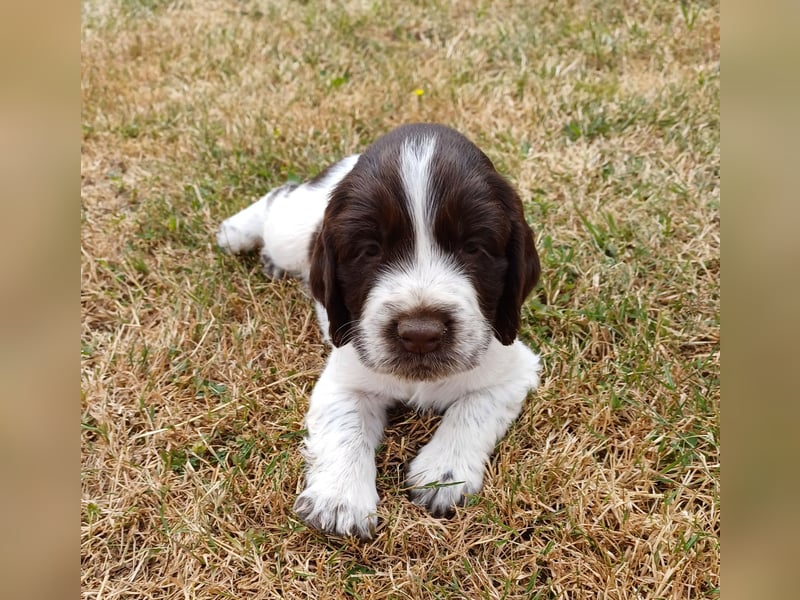 SPRINGER SPANIEL WELPEN