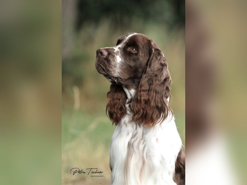 SPRINGER SPANIEL WELPEN