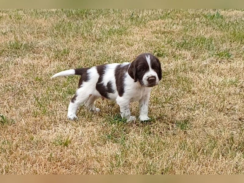 SPRINGER SPANIEL WELPEN