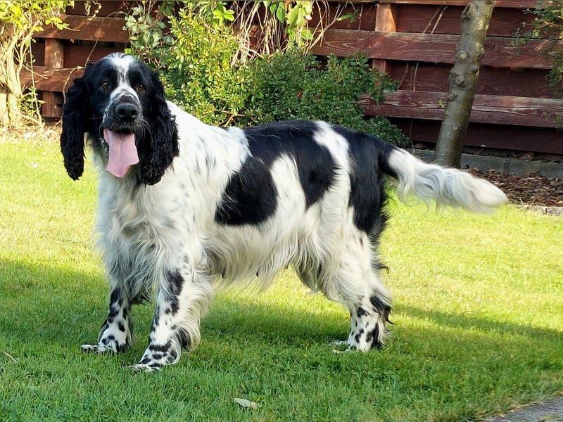 SPRINGER SPANIEL WELPEN
