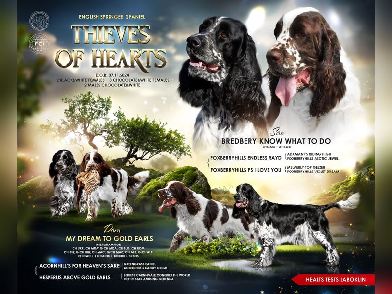 English springer spaniel, professional kennel  FCI