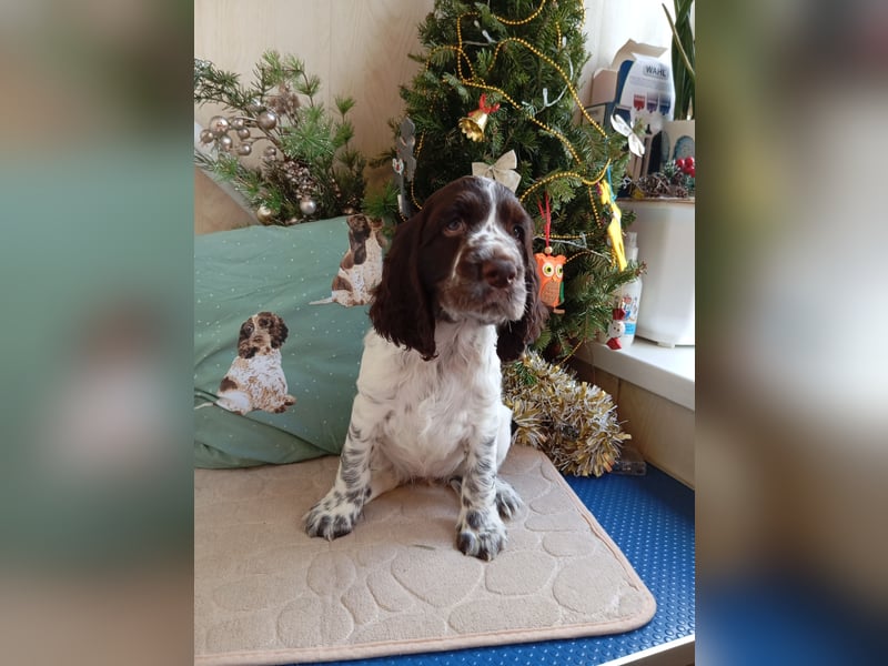 English springer spaniel, professional kennel  FCI